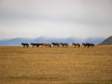 20190917-IMG 2472 : 2019, Mongolei, Mongolia
