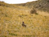 20190917-IMG 2474 : 2019, Mongolei, Mongolia
