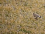 20190917-IMG 2481 : 2019, Mongolei, Mongolia