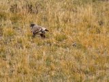 20190917-IMG 2489 : 2019, Mongolei, Mongolia