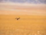20190917-IMG 2563 : 2019, Mongolei, Mongolia