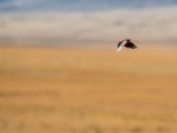 20190917-IMG 2565 : 2019, Mongolei, Mongolia