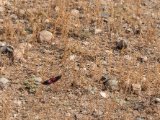 20190917-IMG 2568 : 2019, Mongolei, Mongolia