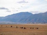 20190917-IMG 2569 : 2019, Mongolei, Mongolia