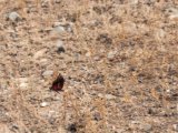 20190917-IMG 2572 : 2019, Mongolei, Mongolia