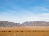 20190917-IMG 2580 : 2019, Mongolei, Mongolia