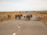 20190917-IMG 2592 : 2019, Mongolei, Mongolia