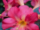 20110902-IMG 6479