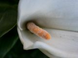 20110902-IMG 6535