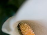 20110902-IMG 6540