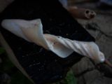 20110903-IMG 6895