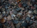 20110903-IMG 6898