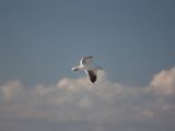 20110906-IMG 7844