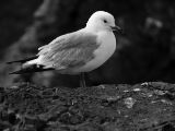 20110916-IMG 9687