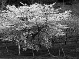 20110917-IMG 9925