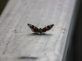 20110923-IMG 1447