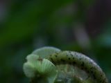 20110924-IMG 1761