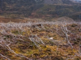 IMG 7443 : Loch Ness, Scotland