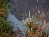 IMG 7465 : Loch Ness, Scotland