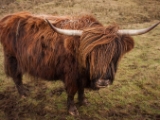 IMG 7977 : Dairnish, Isle of Skye, Scotland
