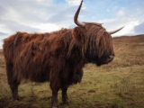 IMG 7979 : Dairnish, Isle of Skye, Scotland