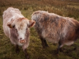 IMG 7981 : Dairnish, Isle of Skye, Scotland