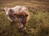 IMG 7982 : Dairnish, Isle of Skye, Scotland