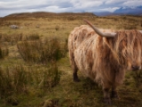 IMG 7983 : Dairnish, Isle of Skye, Scotland
