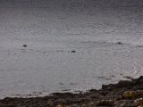 IMG 8099 : Dairnish, Isle of Skye, Scotland