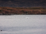 IMG 8101 : Dairnish, Isle of Skye, Scotland