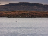IMG 8103 : Dairnish, Isle of Skye, Scotland