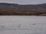 IMG 8114 : Dairnish, Isle of Skye, Scotland