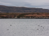 IMG 8122 : Dairnish, Isle of Skye, Scotland