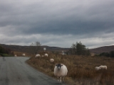 IMG 8295 : Isle of Skye, Scotland
