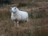 IMG 8392 : Isle of Skye, Scotland