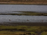 IMG 8449 : Isle of Skye, Scotland