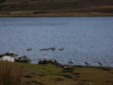 IMG 8454 : Isle of Skye, Scotland