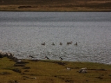 IMG 8455 : Isle of Skye, Scotland