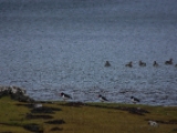 IMG 8456 : Isle of Skye, Scotland
