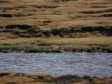 IMG 8458 : Isle of Skye, Scotland