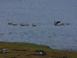 IMG 8461 : Isle of Skye, Scotland