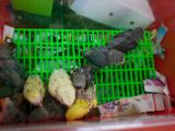 20120806 IMG 4229