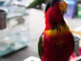 20120806 IMG 4233