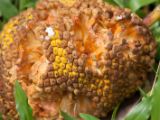 20120806 IMG 4254
