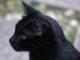 20120806 IMG 4261