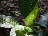 20120806 IMG 4279