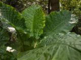 20120806 IMG 4284