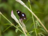 20120806 IMG 4285