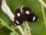 20120806 IMG 4287