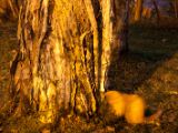 20120806 IMG 4402